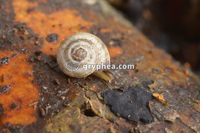 Gastéropode - gryphea.com